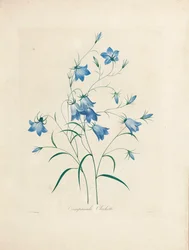 Harangvirágok a "Legszebb virágok és legszebb gyümölcsök válogatásából", 1827-33